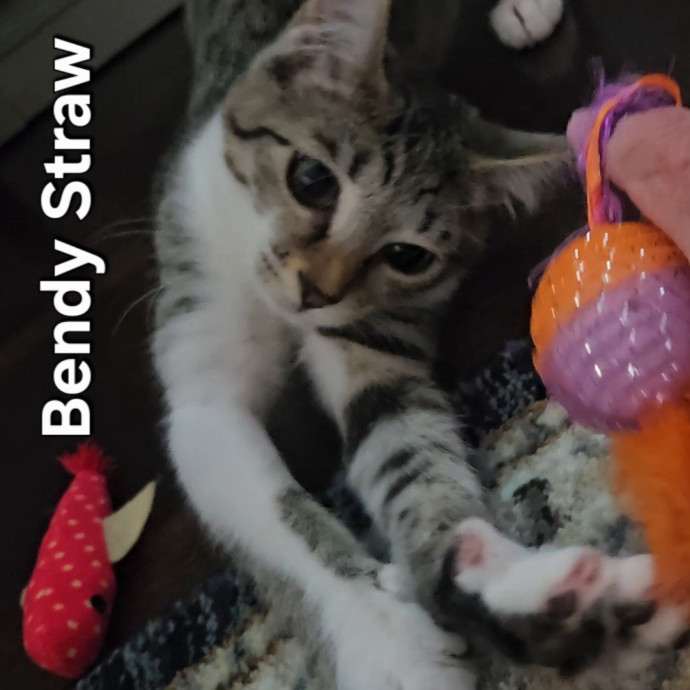 Blue Ribbon Cat Sitter Of Queen City