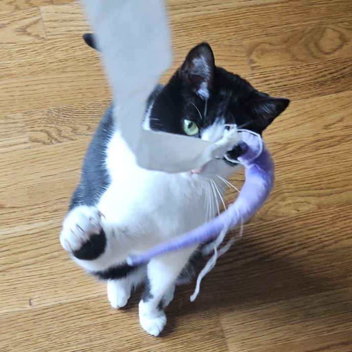 Blue Ribbon Cat Sitter Of Queen City