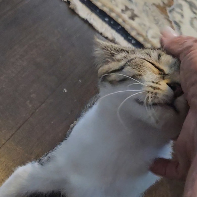 Blue Ribbon Cat Sitter Of Queen City
