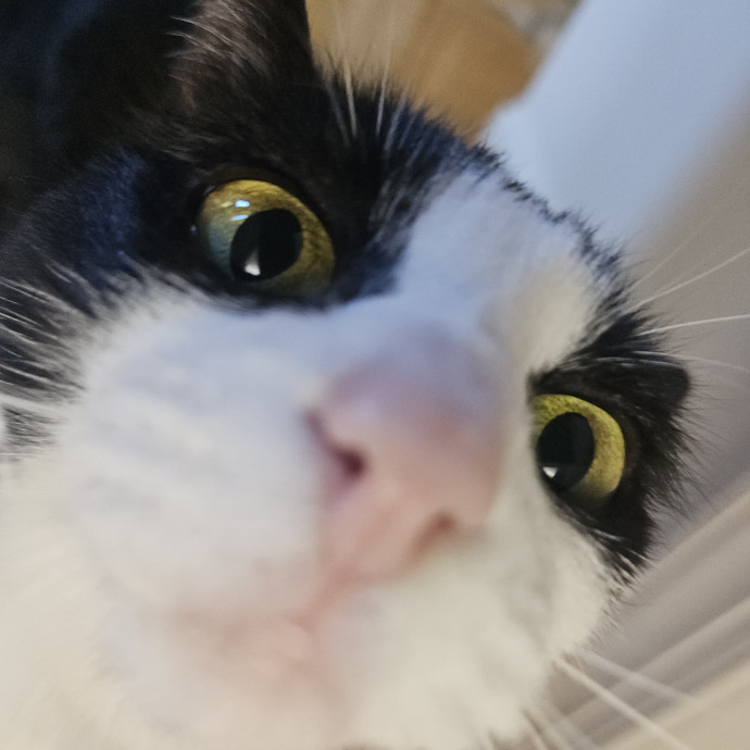 Blue Ribbon Cat Sitter Of Queen City