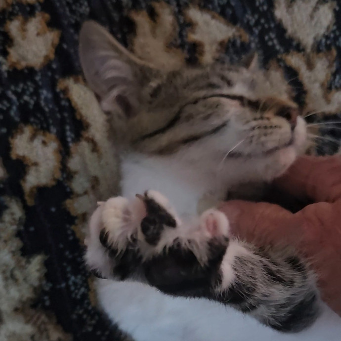 Blue Ribbon Cat Sitter Of Queen City