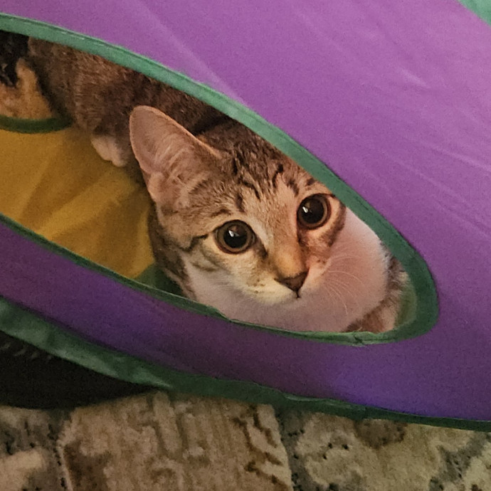 Blue Ribbon Cat Sitter Of Queen City