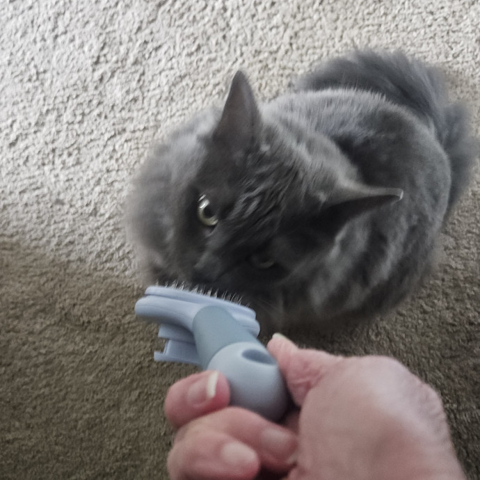 Blue Ribbon Cat Sitter Of Queen City