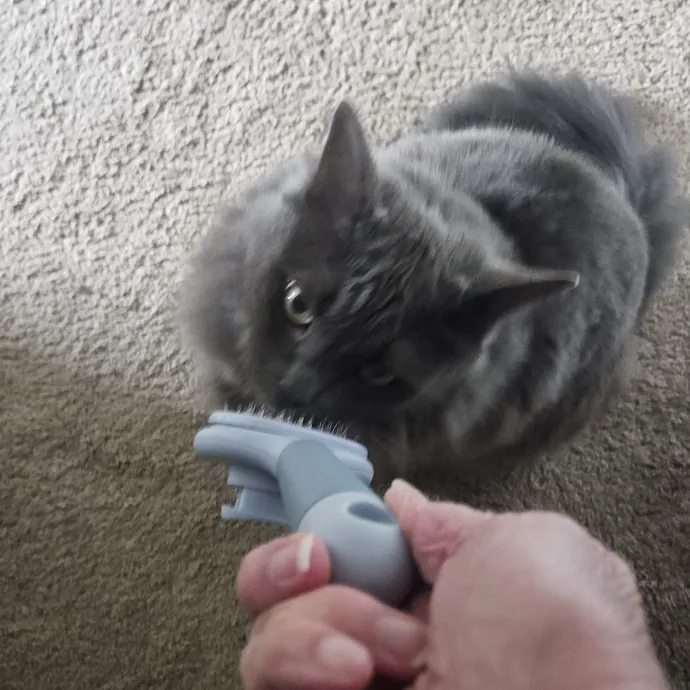 Blue Ribbon Cat Sitter Of Queen City