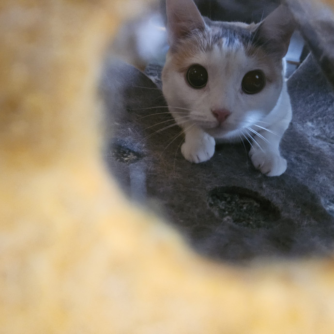 Blue Ribbon Cat Sitter Of Queen City