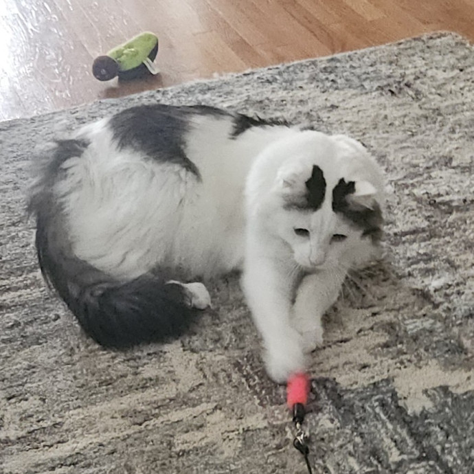 Blue Ribbon Cat Sitter Of Queen City