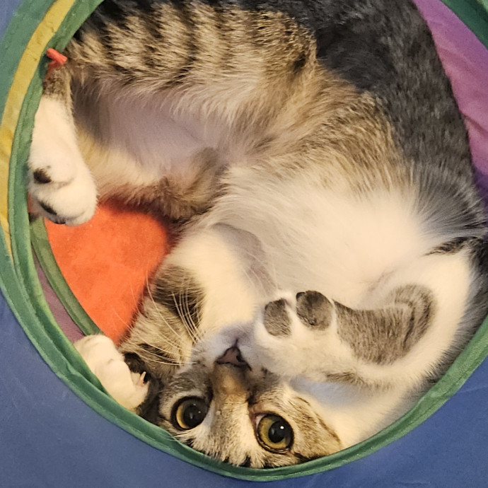 Blue Ribbon Cat Sitter Of Queen City