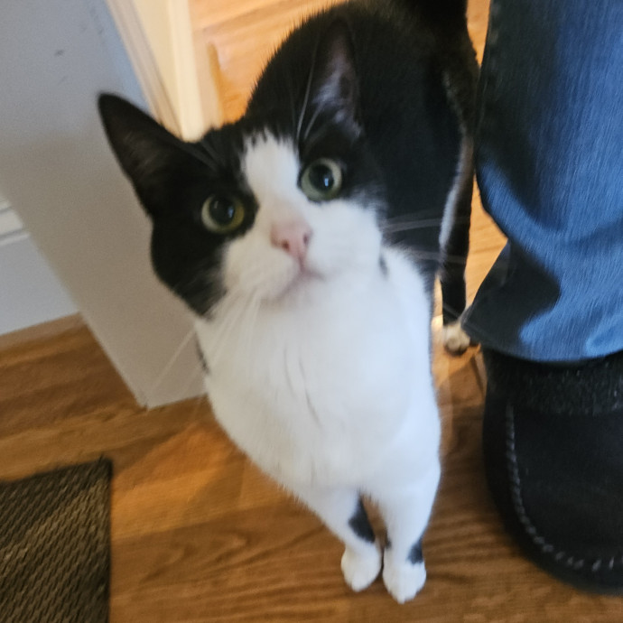 Blue Ribbon Cat Sitter Of Queen City