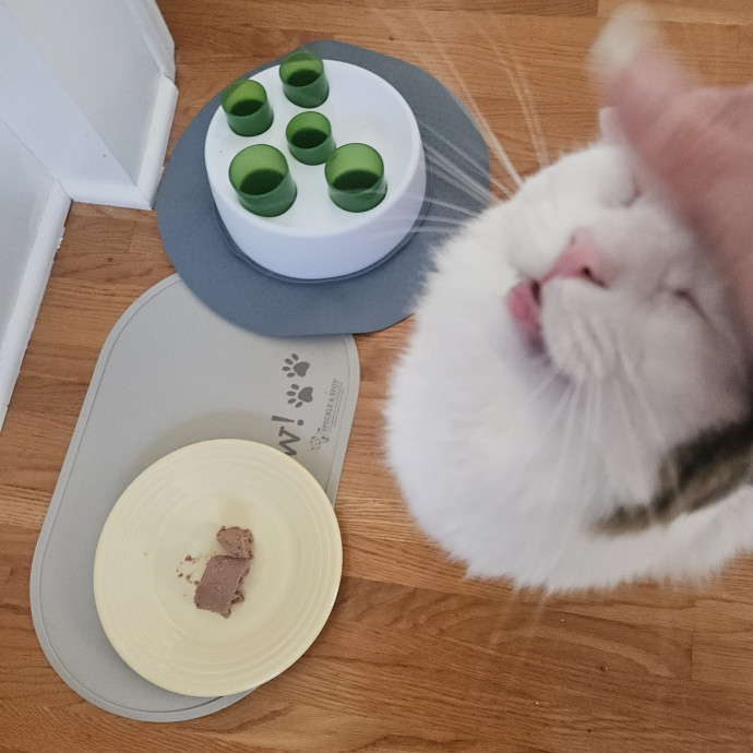 Blue Ribbon Cat Sitter Of Queen City