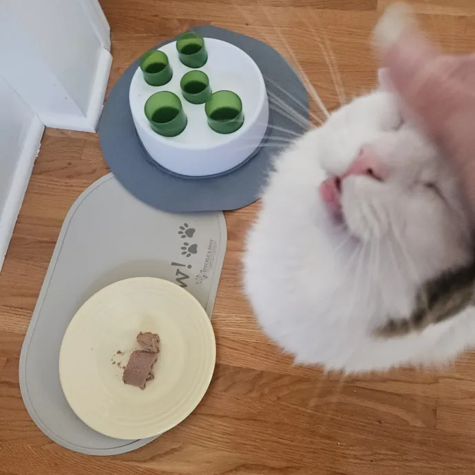 Blue Ribbon Cat Sitter Of Queen City