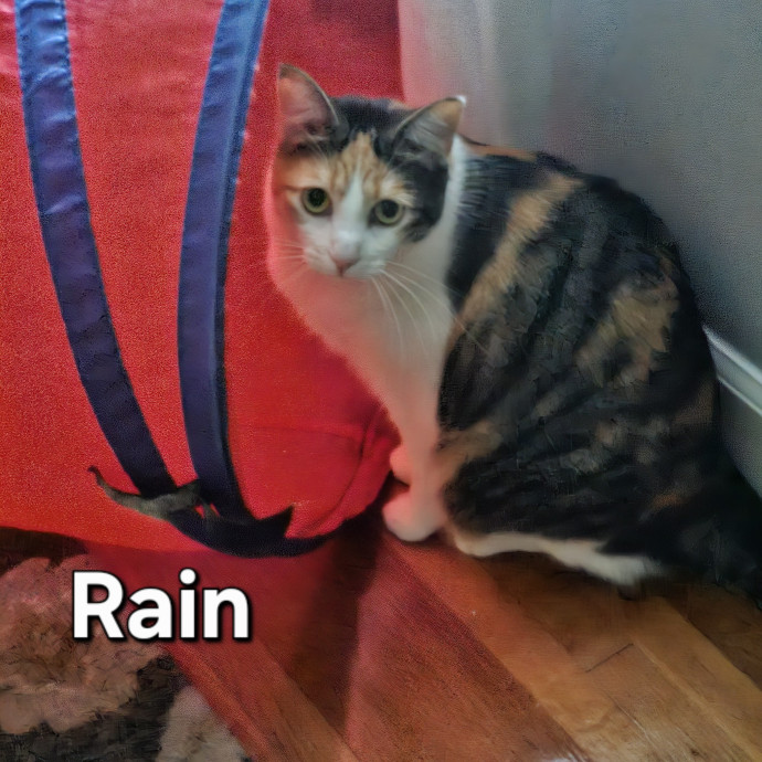 Blue Ribbon Cat Sitter Of Queen City