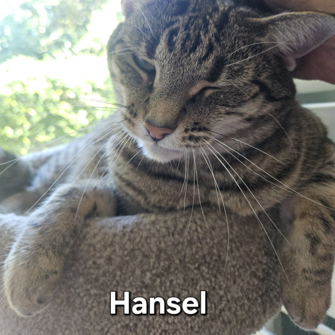 Blue Ribbon Cat Sitter Of Queen City