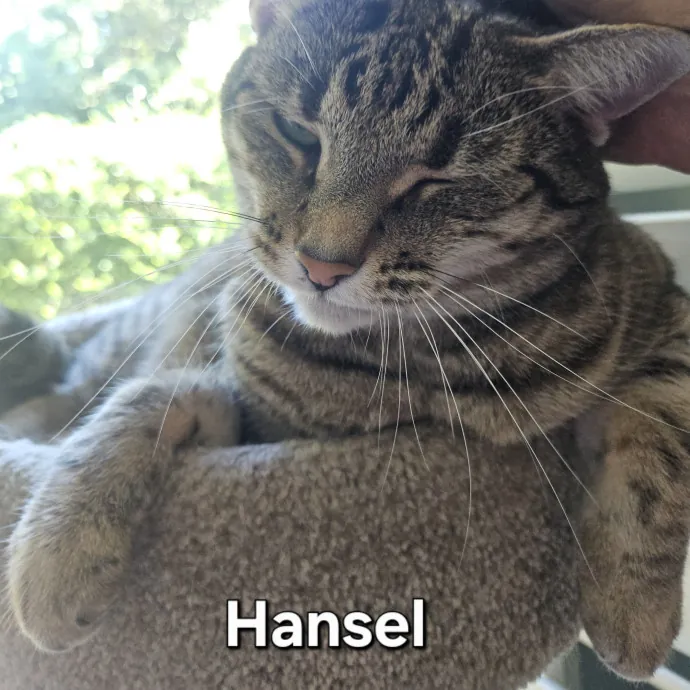 Blue Ribbon Cat Sitter Of Queen City
