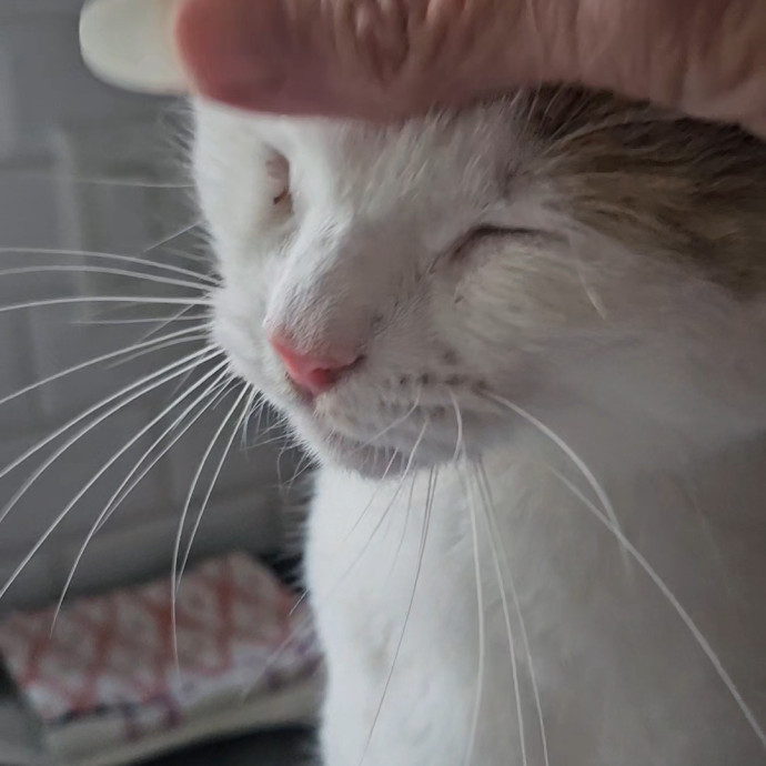 Blue Ribbon Cat Sitter Of Queen City