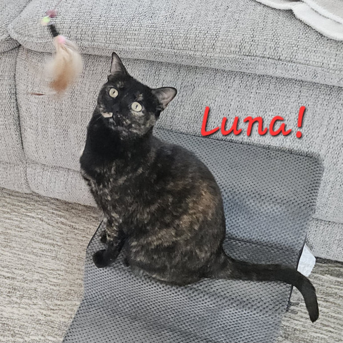 Blue Ribbon Cat Sitter Of Queen City