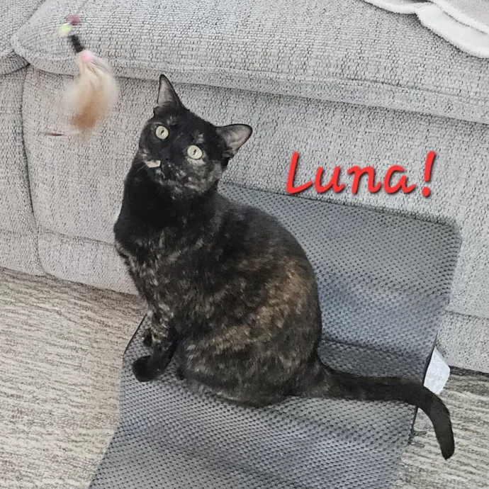 Blue Ribbon Cat Sitter Of Queen City