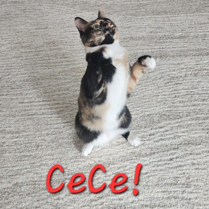 Blue Ribbon Cat Sitter Of Queen City