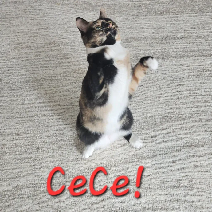 Blue Ribbon Cat Sitter Of Queen City