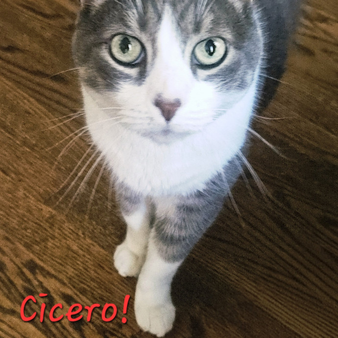 Blue Ribbon Cat Sitter Of Queen City