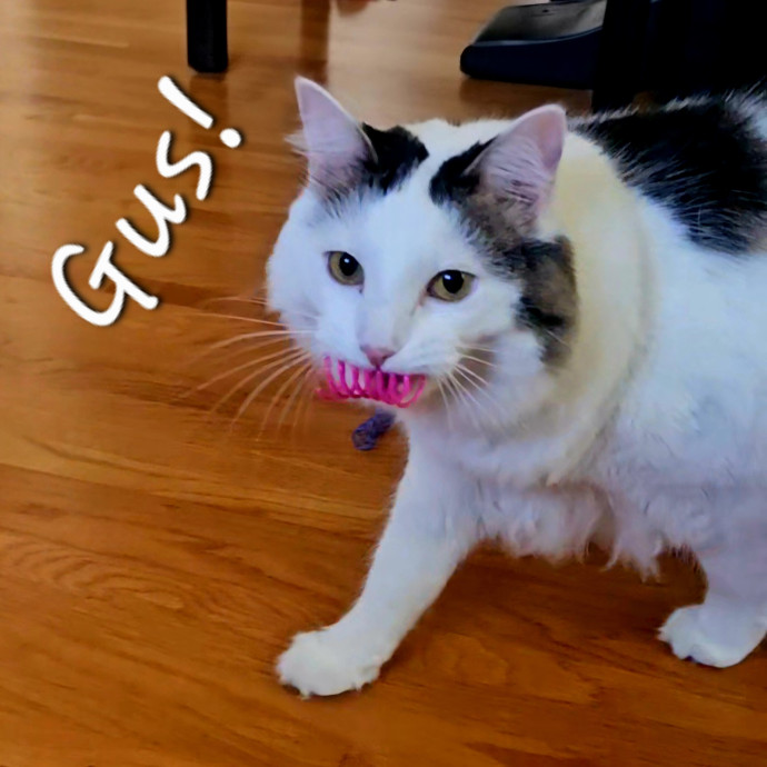 Blue Ribbon Cat Sitter Of Queen City