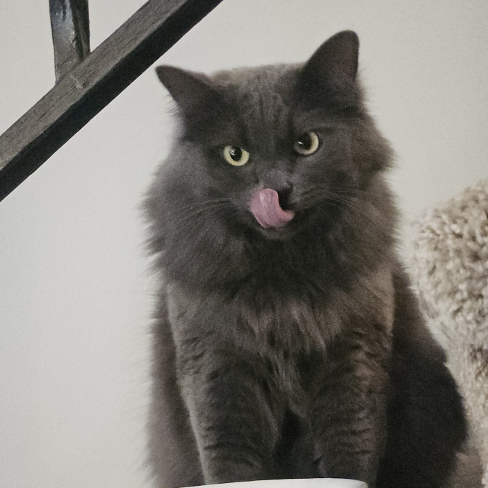 Blue Ribbon Cat Sitter Of Queen City