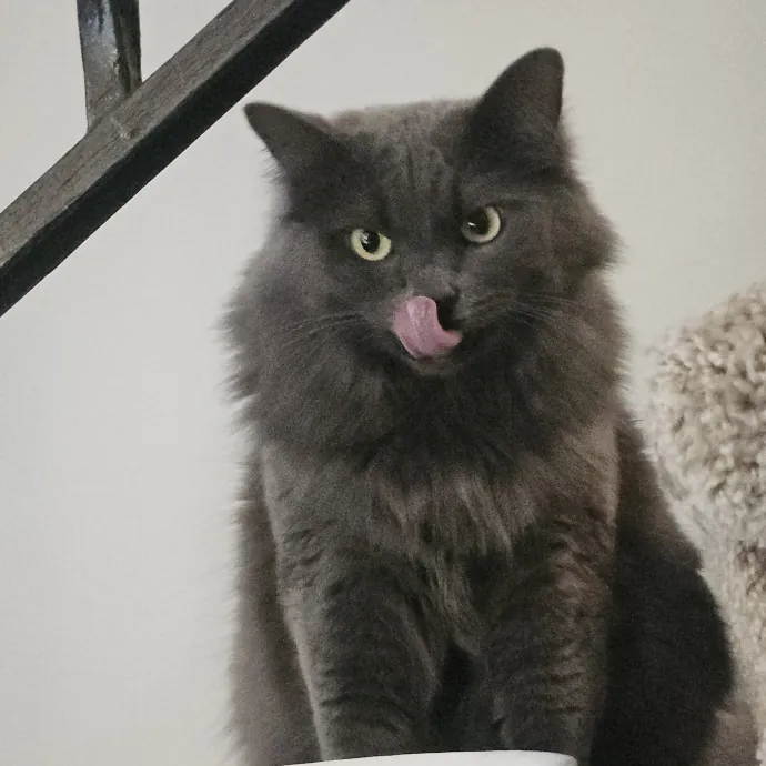 Blue Ribbon Cat Sitter Of Queen City