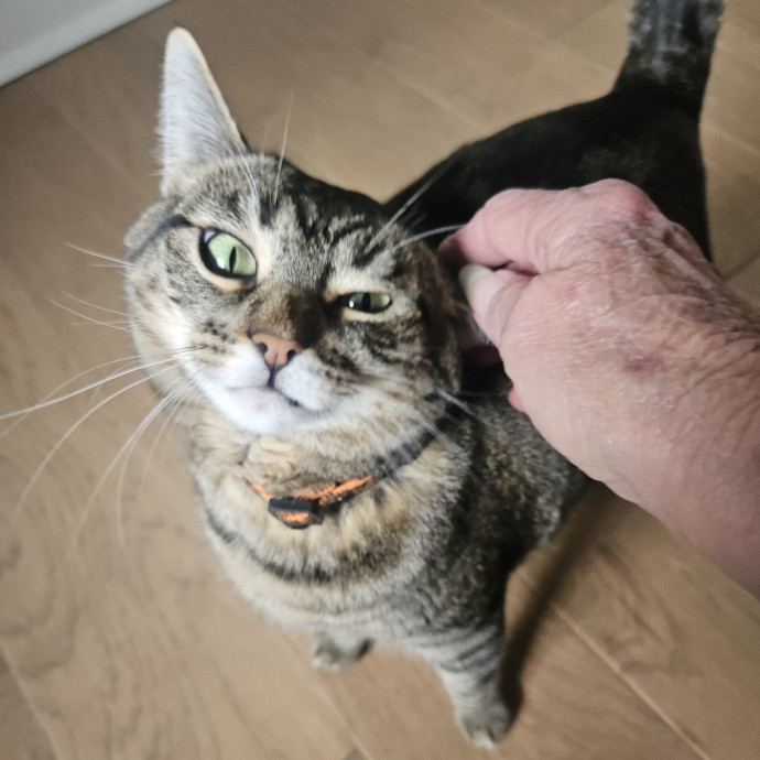 Blue Ribbon Cat Sitter Of Queen City