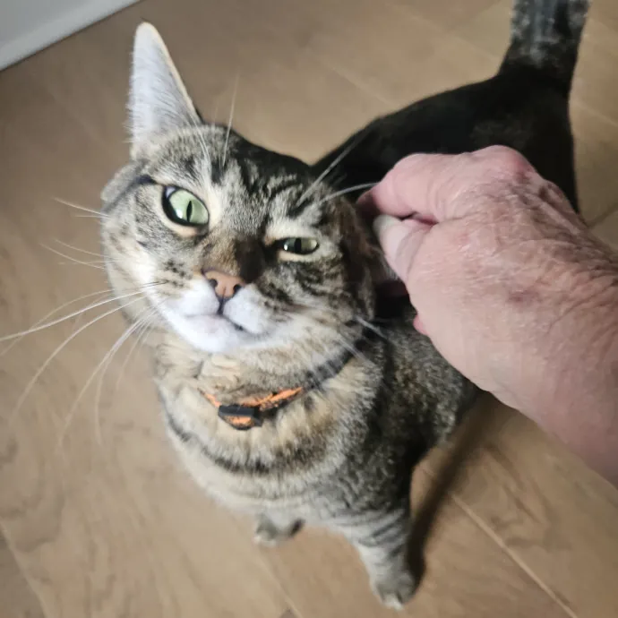 Blue Ribbon Cat Sitter Of Queen City