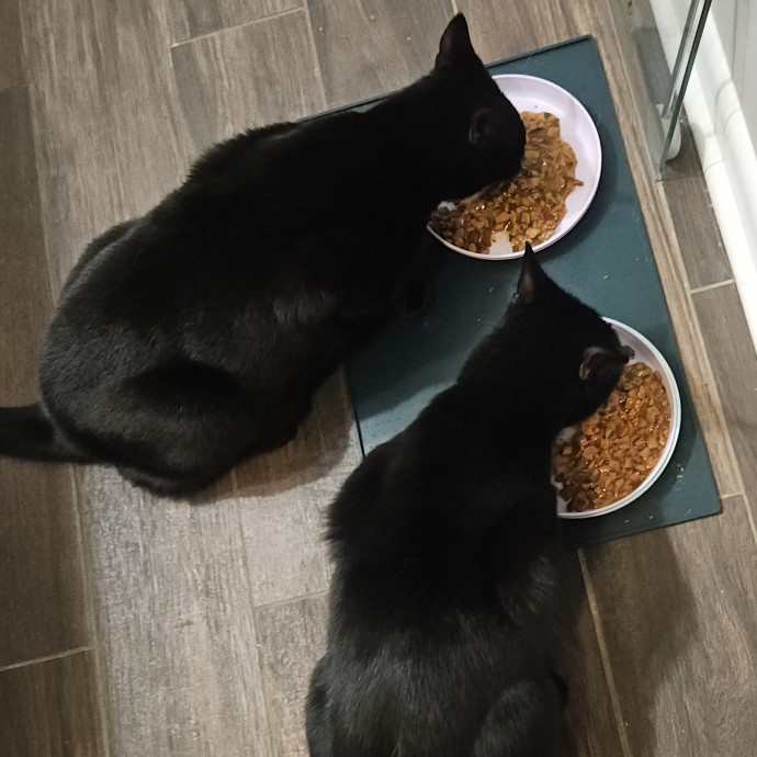 Blue Ribbon Cat Sitter Of Queen City