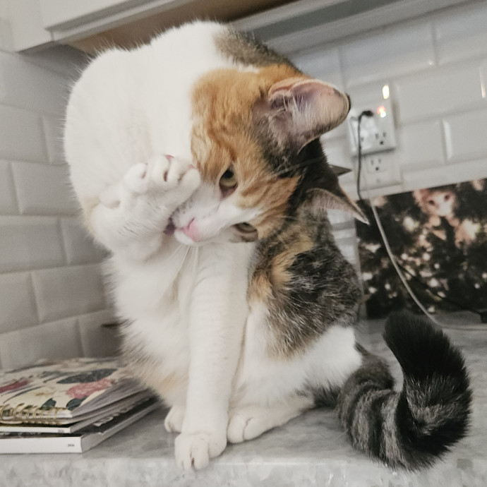 Blue Ribbon Cat Sitter Of Queen City