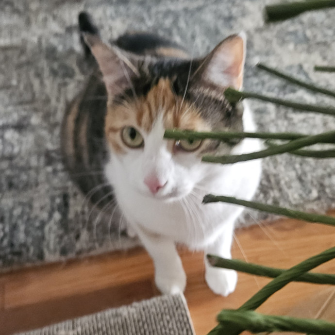 Blue Ribbon Cat Sitter Of Queen City