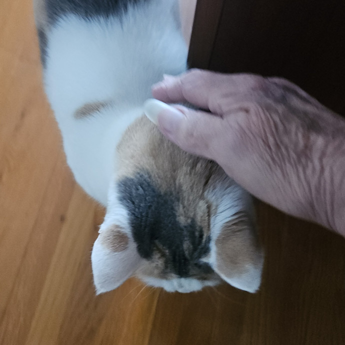 Blue Ribbon Cat Sitter Of Queen City