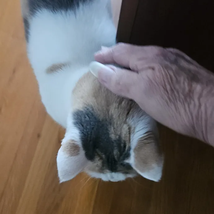 Blue Ribbon Cat Sitter Of Queen City
