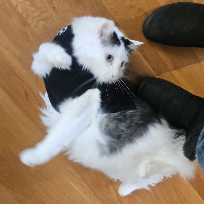 Blue Ribbon Cat Sitter Of Queen City