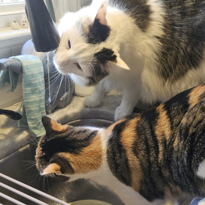 Blue Ribbon Cat Sitter Of Queen City