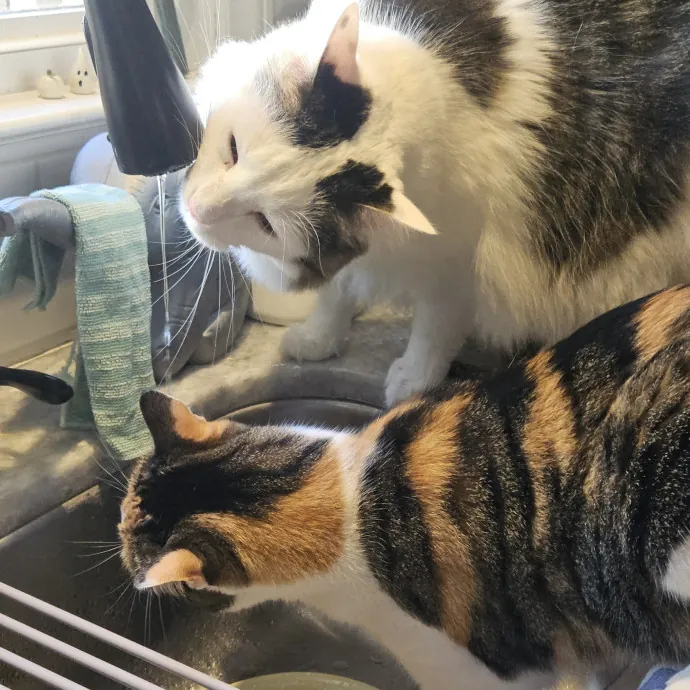 Blue Ribbon Cat Sitter Of Queen City