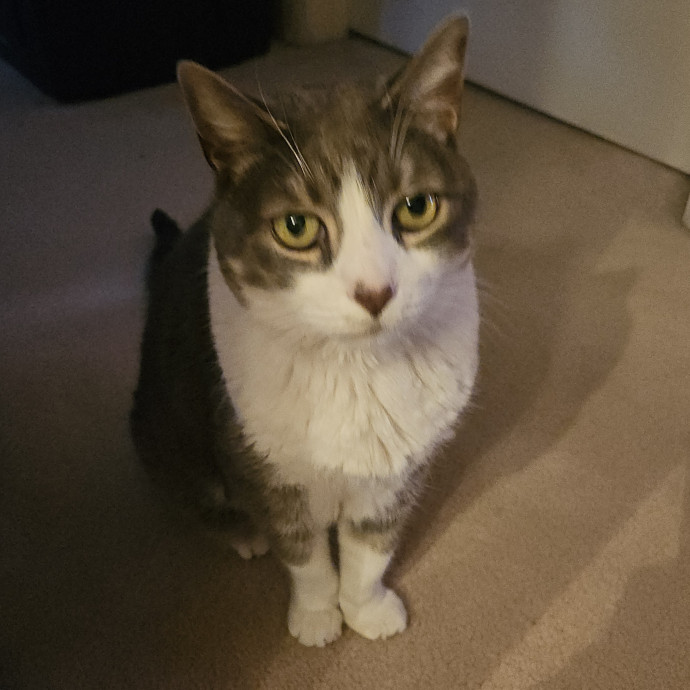 Blue Ribbon Cat Sitter Of Queen City