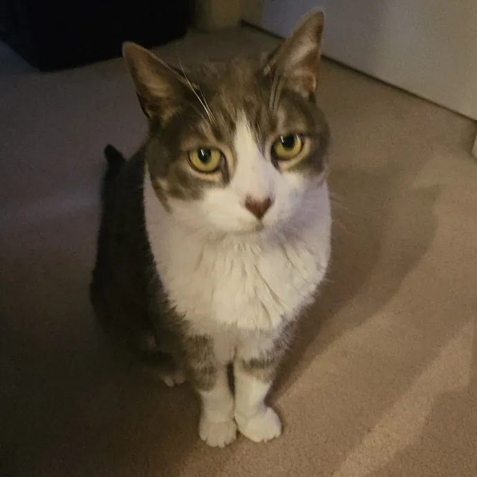 Blue Ribbon Cat Sitter Of Queen City