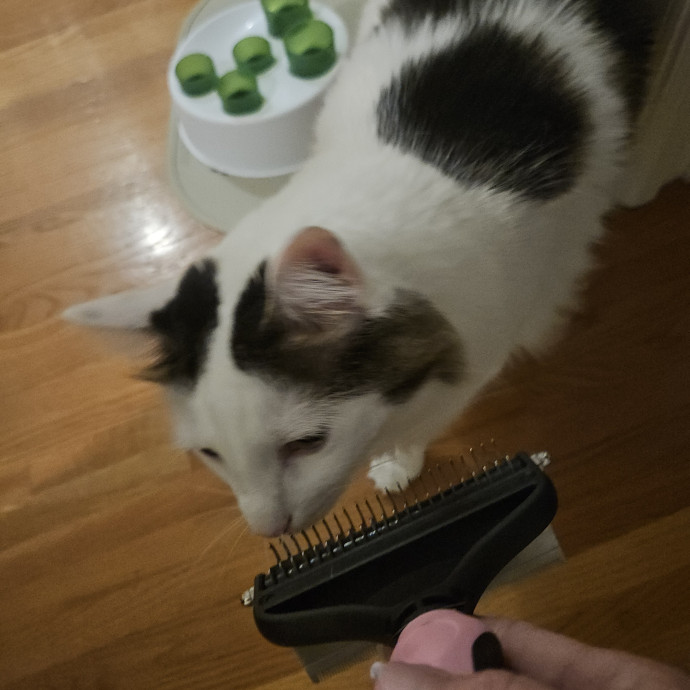 Blue Ribbon Cat Sitter Of Queen City