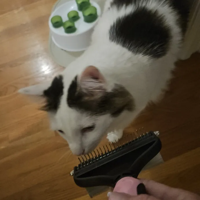 Blue Ribbon Cat Sitter Of Queen City
