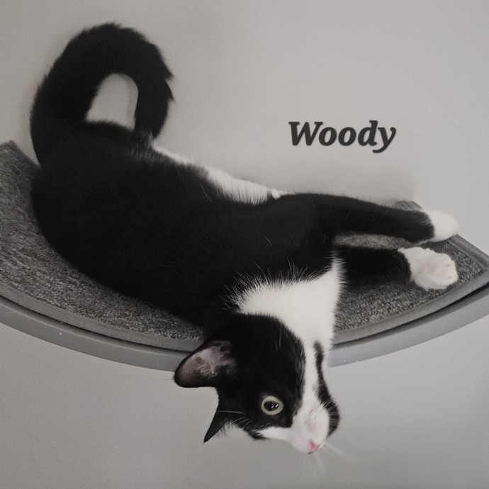 Blue Ribbon Cat Sitter Of Queen City