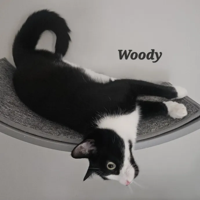 Blue Ribbon Cat Sitter Of Queen City