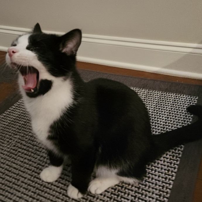 Blue Ribbon Cat Sitter Of Queen City