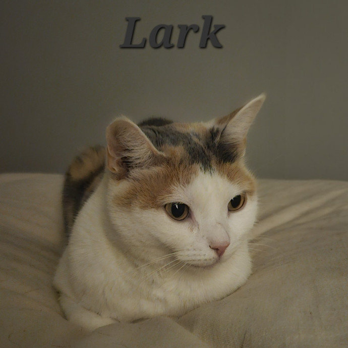 Blue Ribbon Cat Sitter Of Queen City