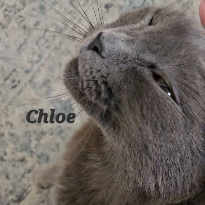 Blue Ribbon Cat Sitter Of Queen City