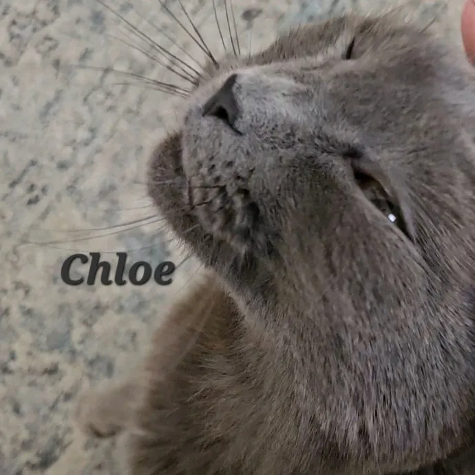 Blue Ribbon Cat Sitter Of Queen City
