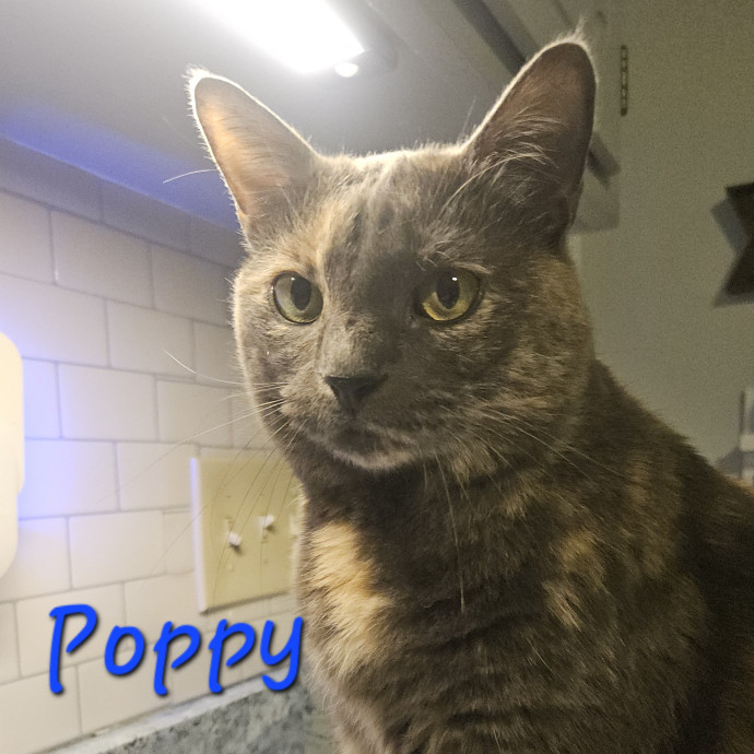 Blue Ribbon Cat Sitter Of Queen City