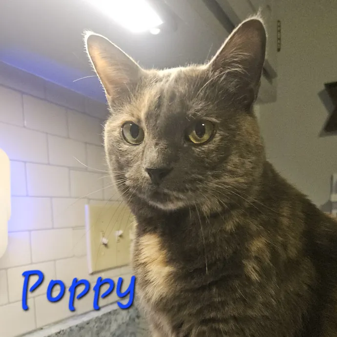 Blue Ribbon Cat Sitter Of Queen City