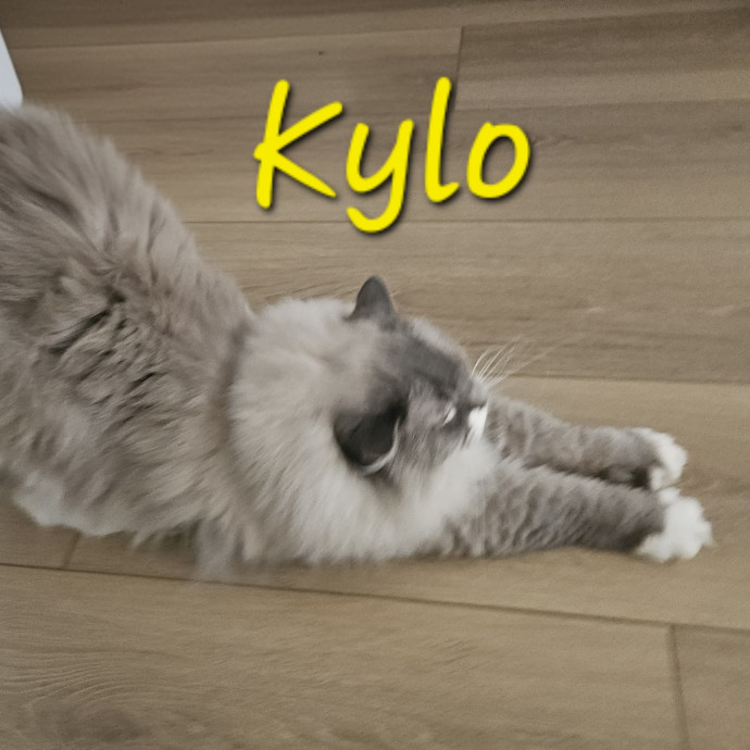 Blue Ribbon Cat Sitter Of Queen City