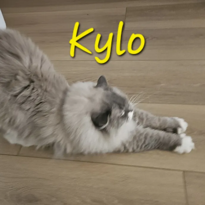 Blue Ribbon Cat Sitter Of Queen City